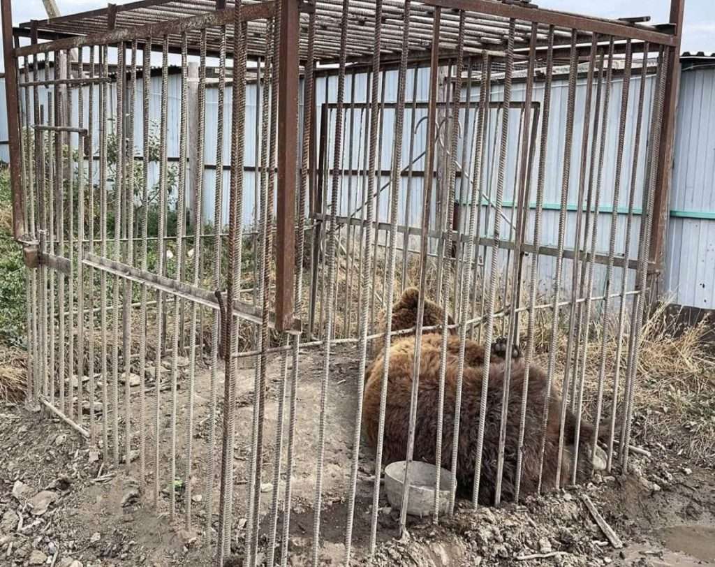 Wild Ireland - A brown bear is lying on the ground inside a metal cage with widely spaced bars. The cage is situated outdoors, near a corrugated metal building. The ground inside the cage is bare earth with some scattered debris.