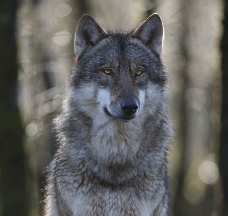 Wild Ireland - A gray wolf stands in a forest with blurred trees in the background. The wolfs fur is a mix of gray, black, and white, and it looks directly at the camera with attentive eyes. The lighting highlights the textures of its fur.