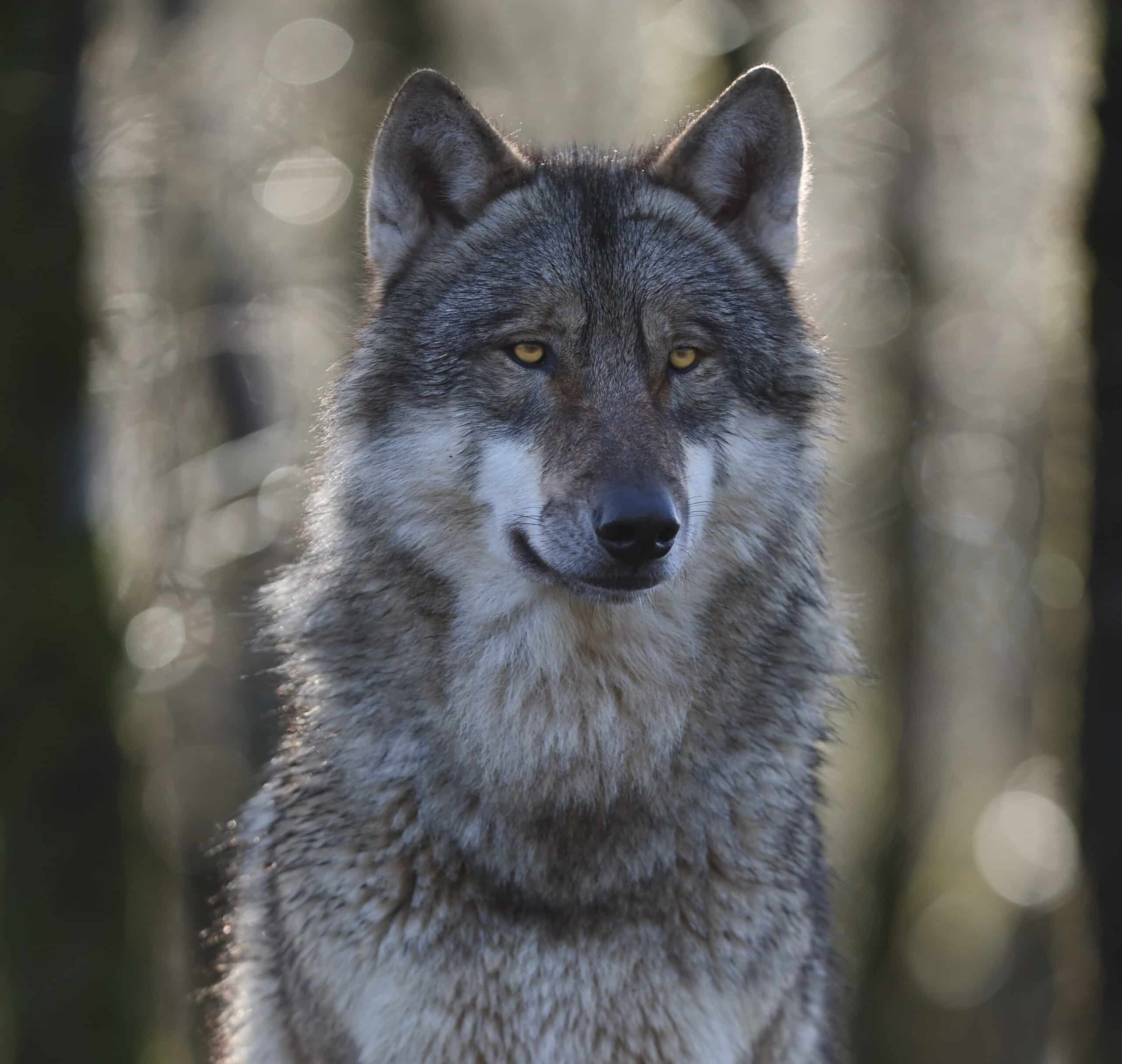 Wild Ireland - A gray wolf stands in a forest with blurred trees in the background. The wolfs fur is a mix of gray, black, and white, and it looks directly at the camera with attentive eyes. The lighting highlights the textures of its fur.