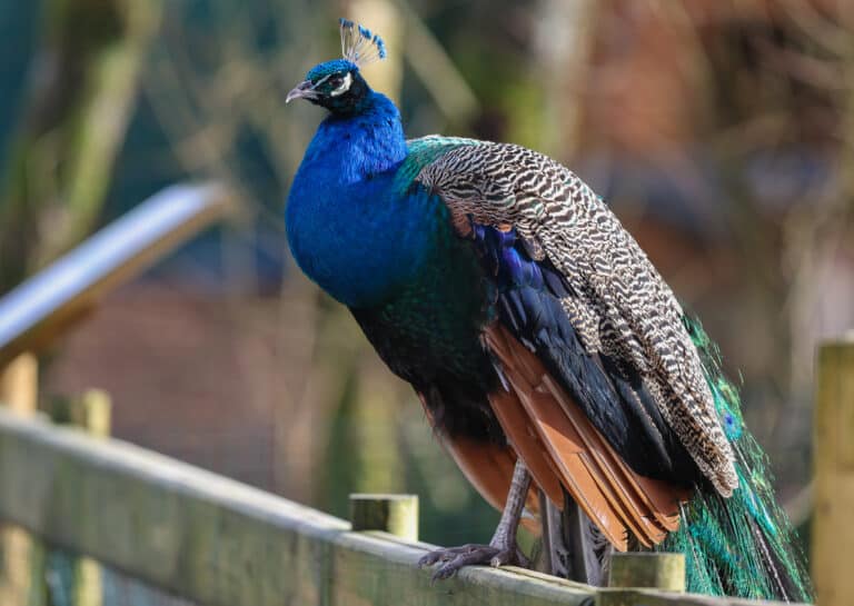 Wild Ireland - A peacock is perched on a wooden fence. Its vibrant blue neck and head stand out, with iridescent green and brown plumage adorning its body. The background is softly blurred, emphasizing the birds detailed feathers.