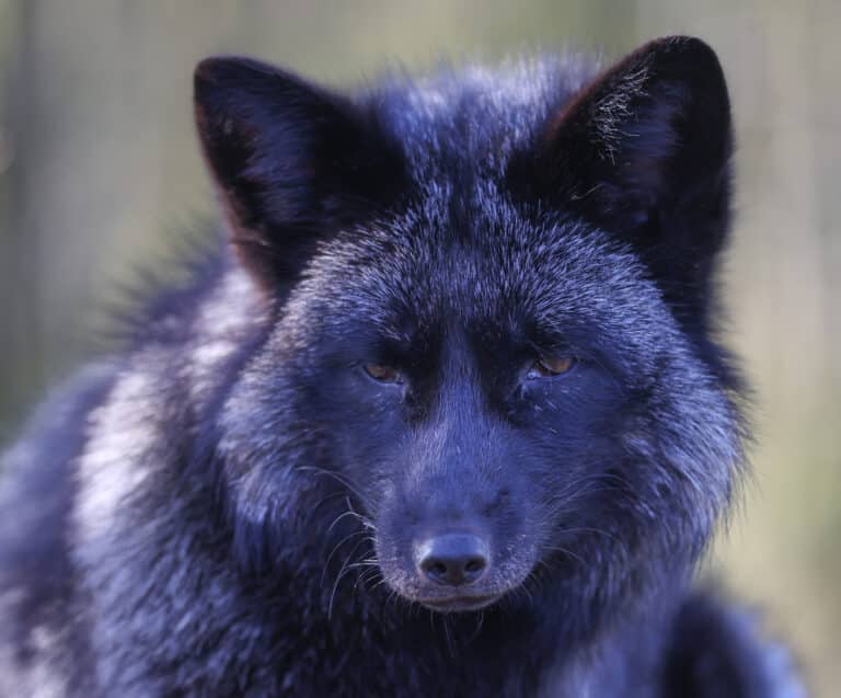 Wild Ireland - Close-up of a melanistic fox with distinctive dark fur and piercing eyes. The background is blurred, drawing focus to the foxs intense expression and glossy coat.