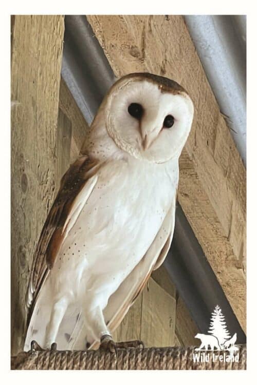 Wild Ireland - A barn owl perches on a ledge against a wooden background. The owl has a white face and chest with a mix of brown and tan on its wings. The Wild Ireland logo is visible in the bottom right corner.