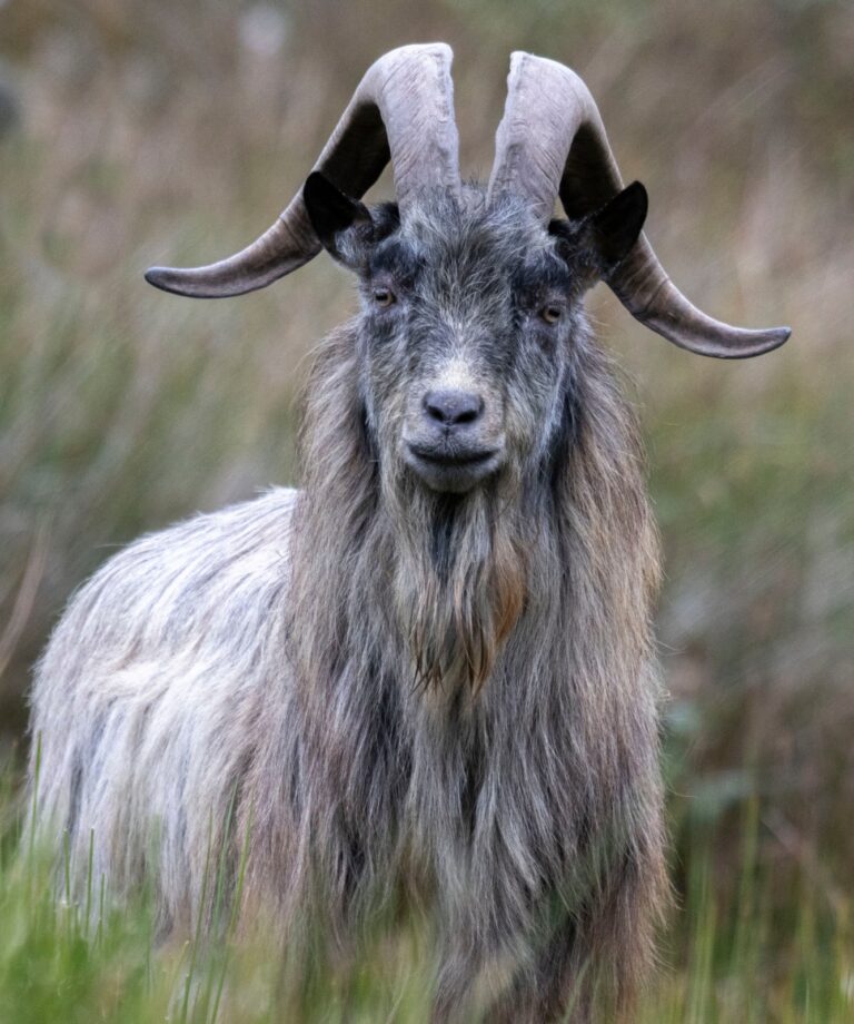 Wild Ireland - A goat with long, curved horns and a shaggy coat stands in a field with blurred green and brown grass in the background. Its face is looking directly at the camera.