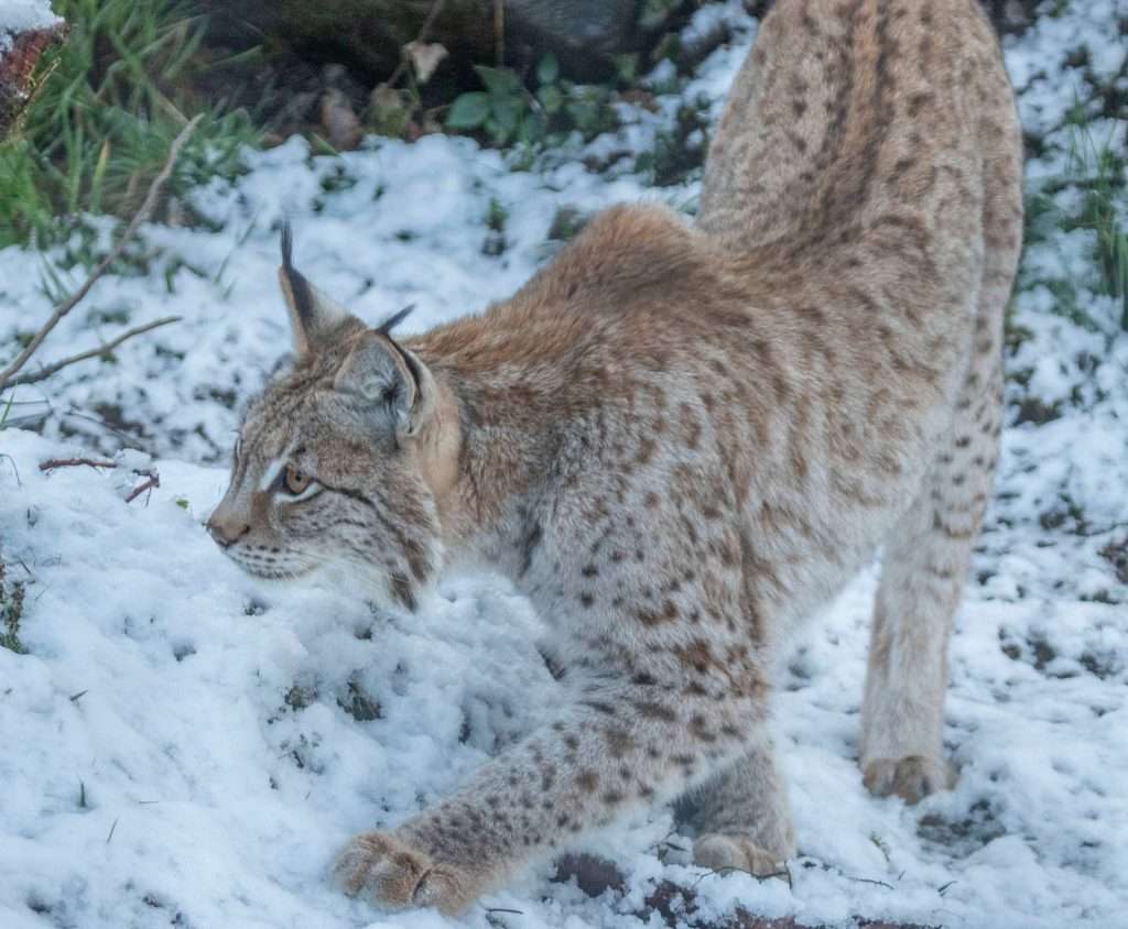 Wild Ireland - A lynx with a spotted coat prowls through a snowy landscape. The felines ears have black tufts, and it appears focused on something ahead. Sparse greenery is visible amid the snow-covered ground.