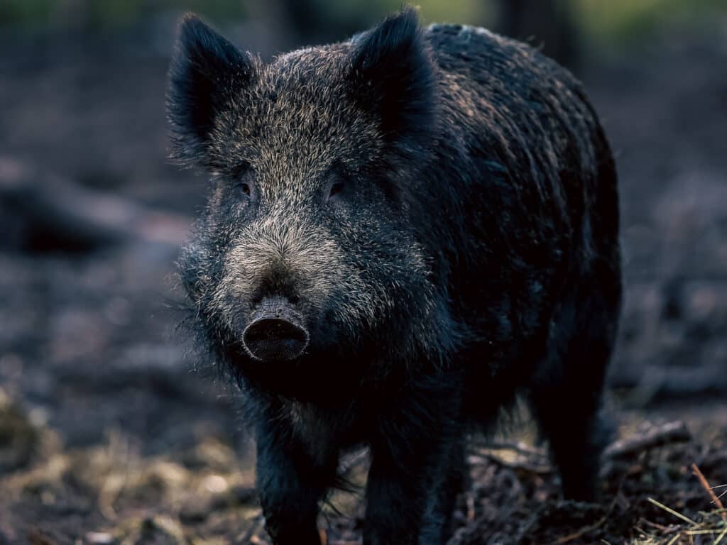 Wild Ireland - A wild boar stands on a forest floor, with its dark, coarse fur and distinct snout visible. The background is blurred, highlighting the boar as it looks toward the camera. The ground is scattered with leaves and twigs.