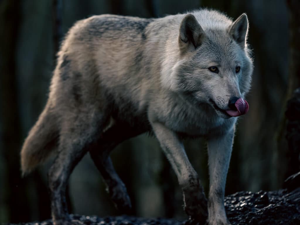 Wild Ireland - A grey wolf walks through a dark forested area with its tongue out, appearing to lick its nose. The lighting is dim, highlighting the wolfs fur against the shadowy background.