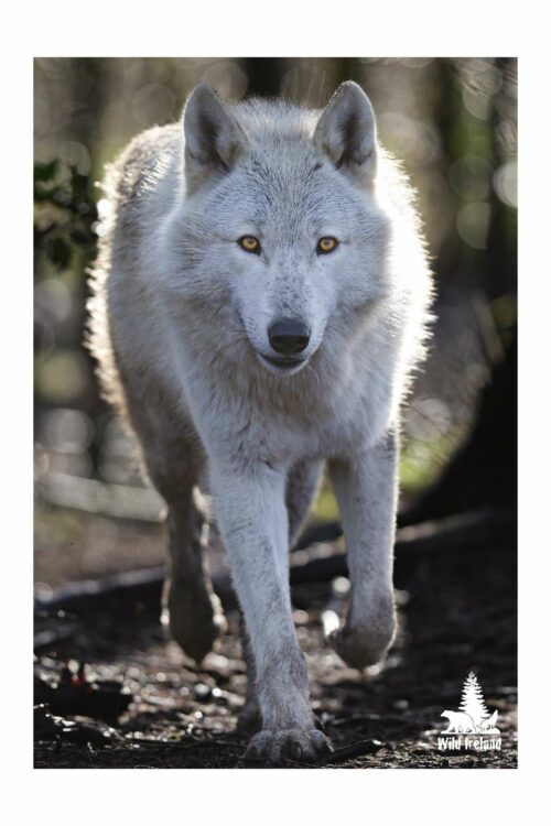 Wild Ireland - A white wolf with piercing yellow eyes strides along a dirt path, the blurred natural background and lighting enhancing its fur texture. A small Wild Ireland logo appears in the bottom right. This image is part of the White Wolf Adoption Pack.