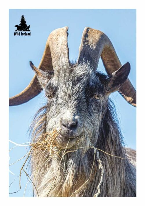 Wild Ireland - A goat with long, curved horns and a shaggy gray coat chews dry grass against a clear blue sky. In the top left corner, the Old Irish Goat Adoption Pack logo reads Wild Ireland.