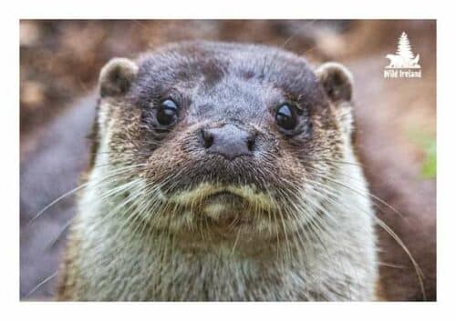 Wild Ireland - A close-up of a wet otter facing the camera features expressive eyes and rounded ears, with a blurred background to enhance focus. The Wild Ireland logo is in the top right corner, representing the Otter Adoption Pack.
