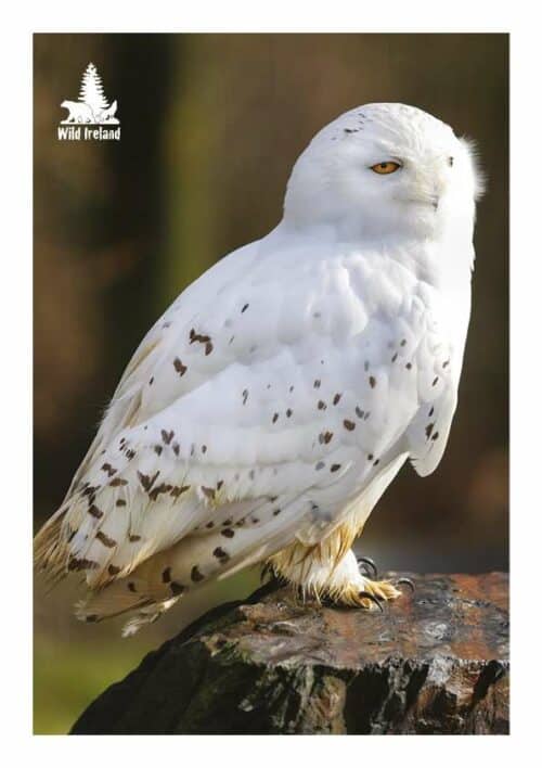 Wild Ireland - Perched on a tree stump, a snowy owl with white feathers and dark spots gazes with yellow eyes against a blurred natural backdrop. The Wild Ireland logo graces the upper left. Introducing: Snowy Owl Adoption Pack.