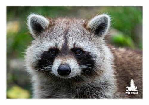 Wild Ireland - A close-up of a raccoon with dark eyes, gray-brown fur, and black eye markings is set against a blurred green backdrop. The Wild Ireland logo is visible in the bottom right corner. This image is part of the Raccoon Adoption Pack.