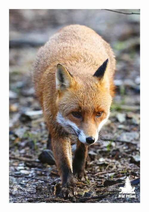 Wild Ireland - A red fox with rich red-brown fur, white underbelly, and dark legs walks through a blurred forest of earthy tones. The Wild Ireland logo appears in the corner of this image from the Red Fox Adoption Pack.