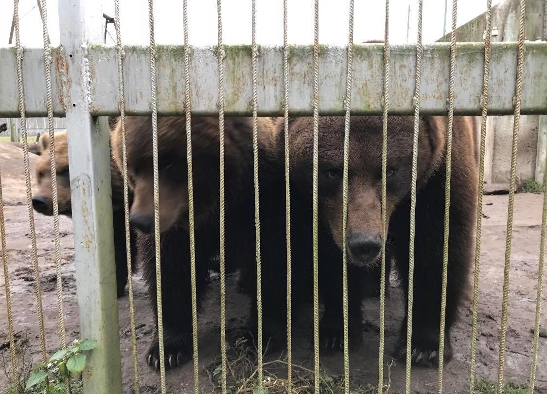Wild Ireland - Three brown bears are standing behind a metal fence. The ground is muddy, and some green plants are visible in the foreground. The environment appears to be an enclosure.