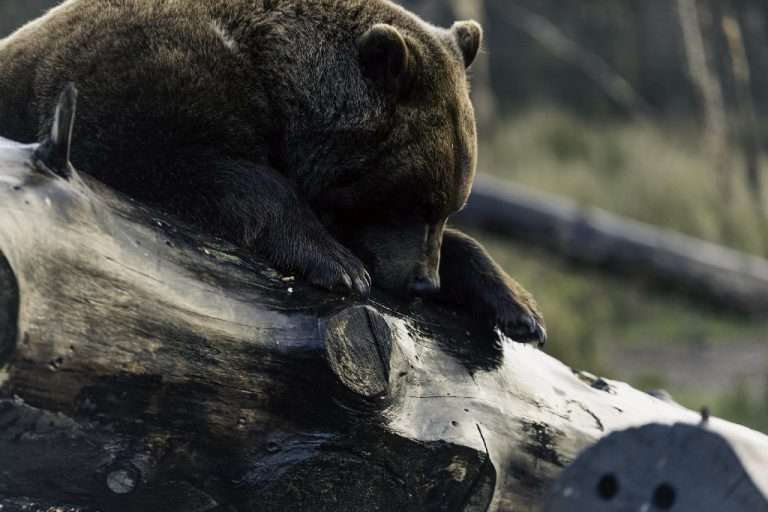 Wild Ireland - A brown bear lies on top of a large, fallen tree trunk in a forested area. The bears head and paws rest on the log, with its eyes closed. The background is blurred, showing grass and additional logs.