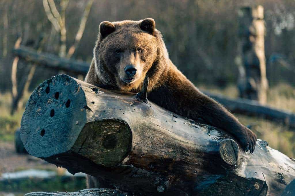 Wild Ireland - A brown bear rests its head and front paw on a large fallen tree trunk. The background is a blurred natural setting with scattered logs and a few leafless trees. The bear has a focused gaze directed forward.