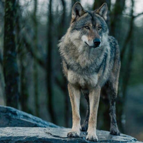 Wild Ireland - A gray wolf on a rock gazes sideways with blurred forest trees in the background, showcasing its mix of gray, brown, and white fur. Inspired by natures beauty, consider the Grey Wolf Adoption Pack.