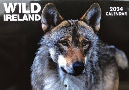 Wild Ireland - The Wild Ireland 2024 Calendar cover showcases a close-up of a wolf with dark brown fur and a focused expression, highlighted by the bold white words Wild Ireland and 2024 Calendar at the top.