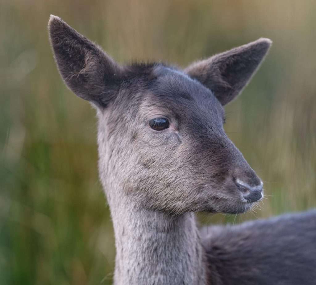 Wild Ireland - Close-up of a gray deer with large ears and dark eyes, facing slightly to the right. The background is blurred, showing shades of green and brown, indicating a natural setting.