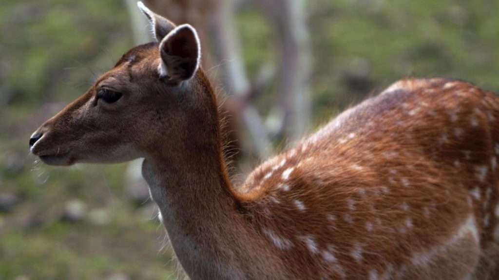 Wild Ireland - Close-up of a young deer with a brown coat and white spots. The deer is facing left, with soft, light-colored grass in the blurred background. Its ears are upright, and its gaze appears calm and focused.