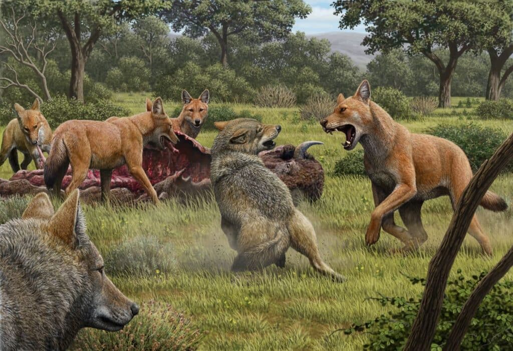 Wild Ireland - A group of prehistoric dire wolves confronts a saber-toothed cat over a carcass in a grassy woodland. The wolves display aggressive postures, with one wolf baring its teeth while the cat appears defensive. Trees and hills are visible in the background.