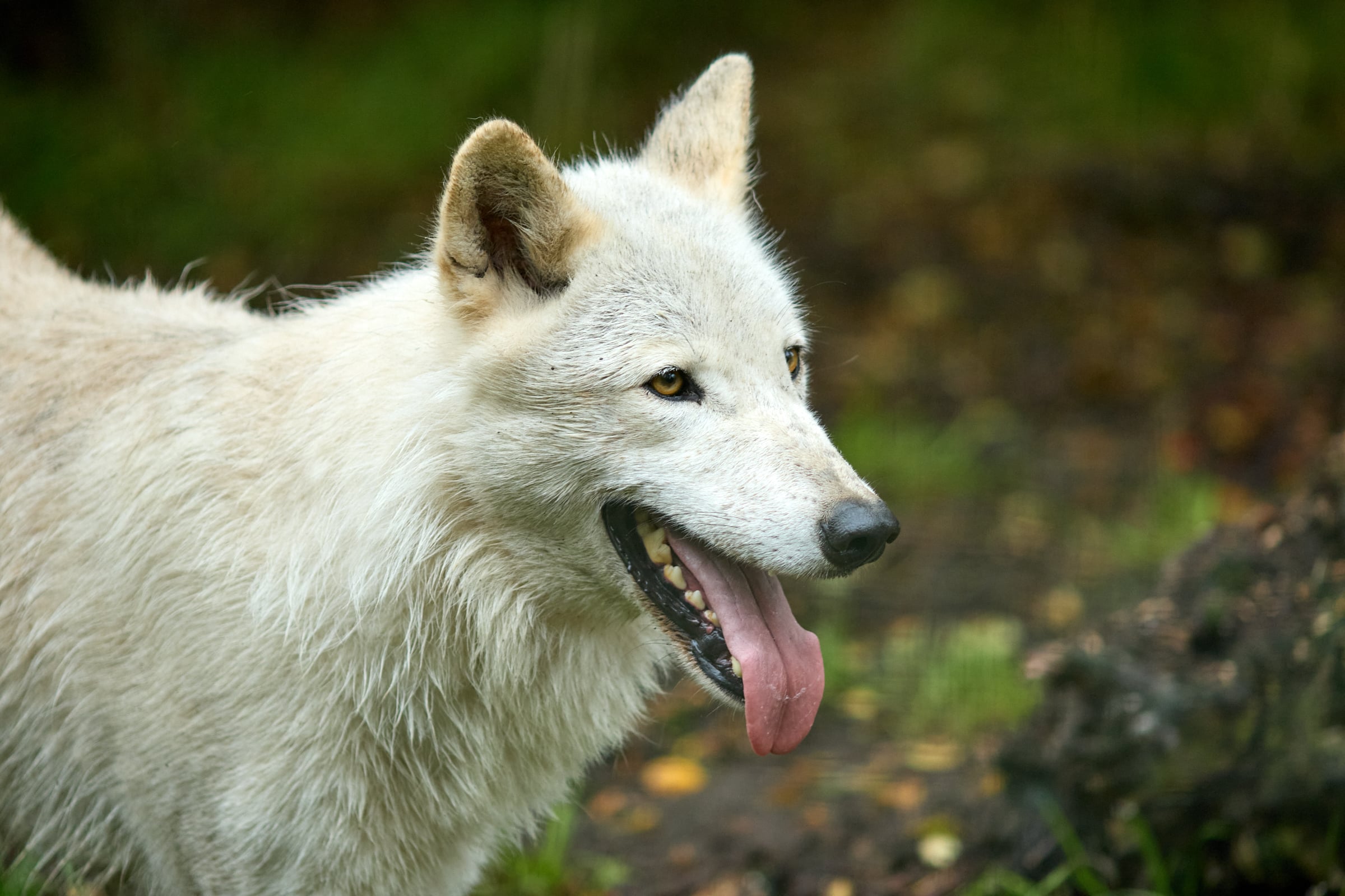 Wild Ireland - A close-up of a white wolf with its mouth open, showing its tongue. The wolf is standing outdoors with a blurred background of foliage and earth, suggesting a forest setting. The lighting is natural, highlighting the texture of the wolfs fur.