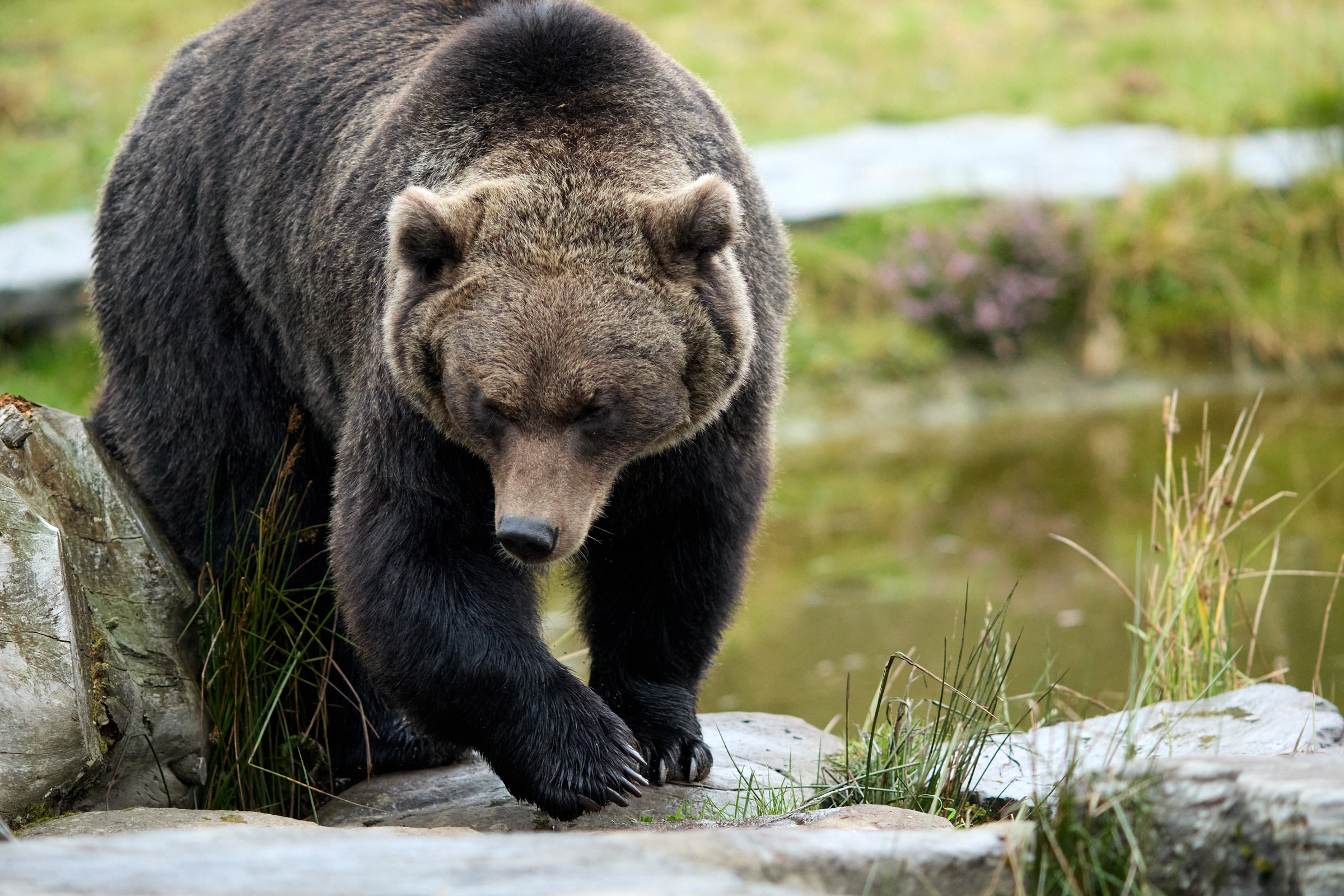 Wild Ireland - A large brown bear is walking across rocky terrain beside a small pond. Its head is lowered, and it appears to be focused on the ground. The background is grassy and slightly blurred, suggesting a natural habitat.