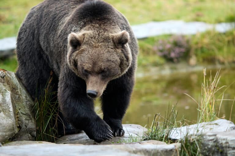 Wild Ireland - A large brown bear walks on flat rocks near a pond, with grass and vegetation in the background. The bear looks down at the ground while moving.