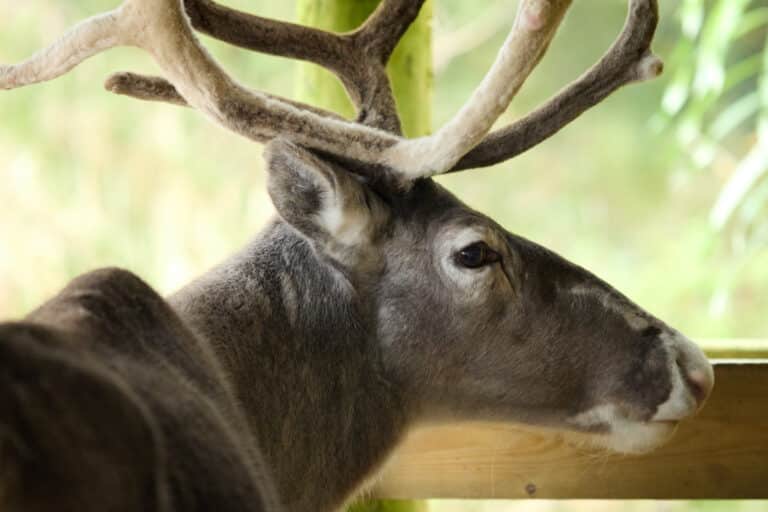 Wild Ireland - The image shows a close-up side view of a reindeer with large, velvety antlers. The reindeer is standing in front of a wooden structure, and the background is softly blurred with greens and browns, suggesting a natural setting.