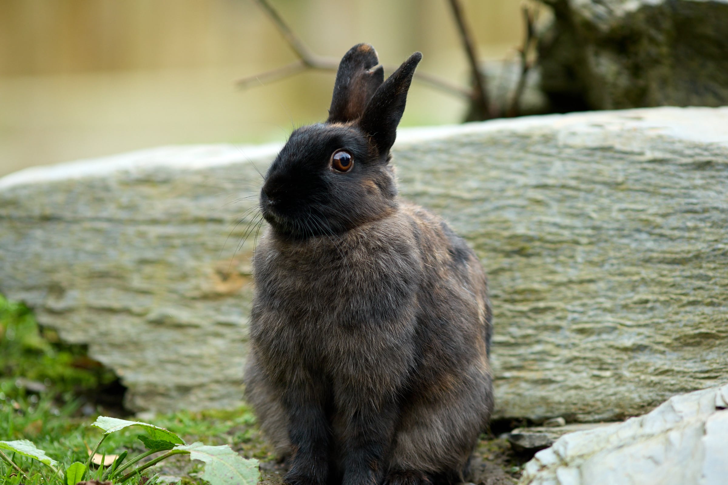 Wild Ireland - A black and brown rabbit is sitting on a patch of grass in front of a large, flat rock. The rabbit has upright ears and is looking slightly to the left. The background includes some greenery and blurred elements.