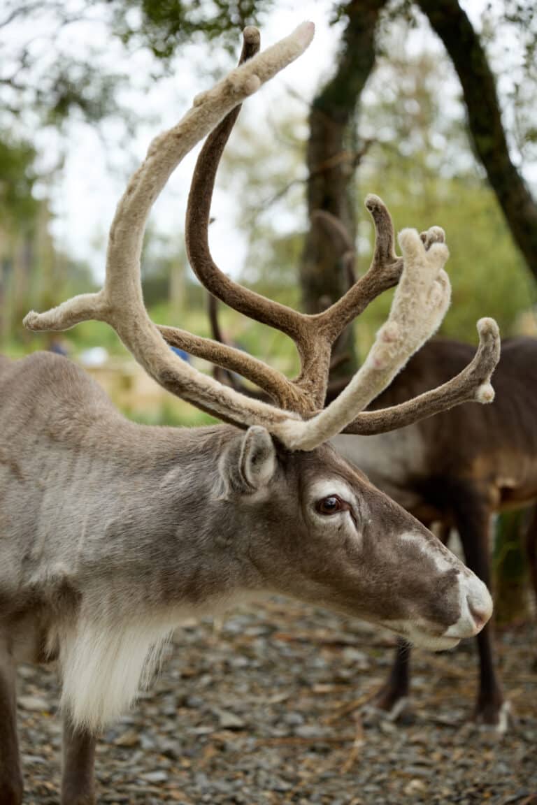 Wild Ireland - A reindeer with large antlers stands on a rocky surface. The antlers are partially covered in velvet. Trees and foliage are visible in the blurred background. Another reindeer is partially visible behind it.