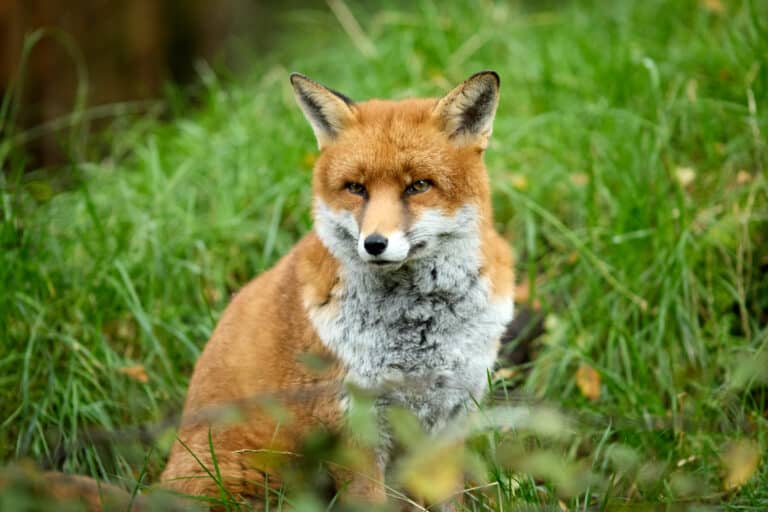Wild Ireland - A red fox sits alertly on green grass, with its eyes focused forward. Its fur is a mix of reddish-brown on the body and white with gray hues on the throat and chest. Blurred greenery is visible in the foreground and background.