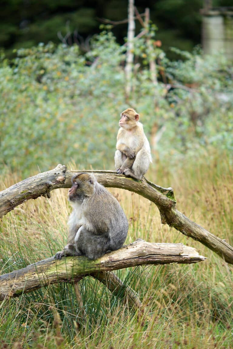 Wild Ireland - Two monkeys sit on fallen tree branches in a grassy area. The monkey in the foreground is larger and sits with its back to the viewer, while the smaller monkey sits upright on a higher branch in the background. Trees and foliage surround them.