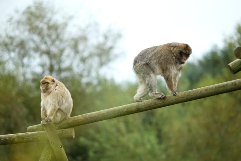Wild Ireland - Two monkeys are perched on intersecting wooden beams outdoors. One monkey sits on the horizontal beam, while the other walks along the vertical beam. The background features green foliage and a cloudy sky.
