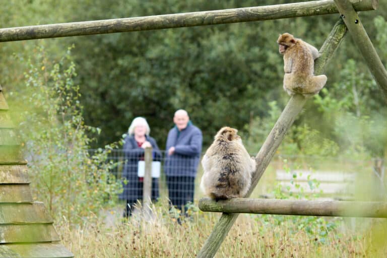 Wild Ireland - Two monkeys sit on a wooden structure, one perched higher than the other. In the background, two people stand by a fence, observing the scene. The setting is outdoors with greenery and scattered foliage.