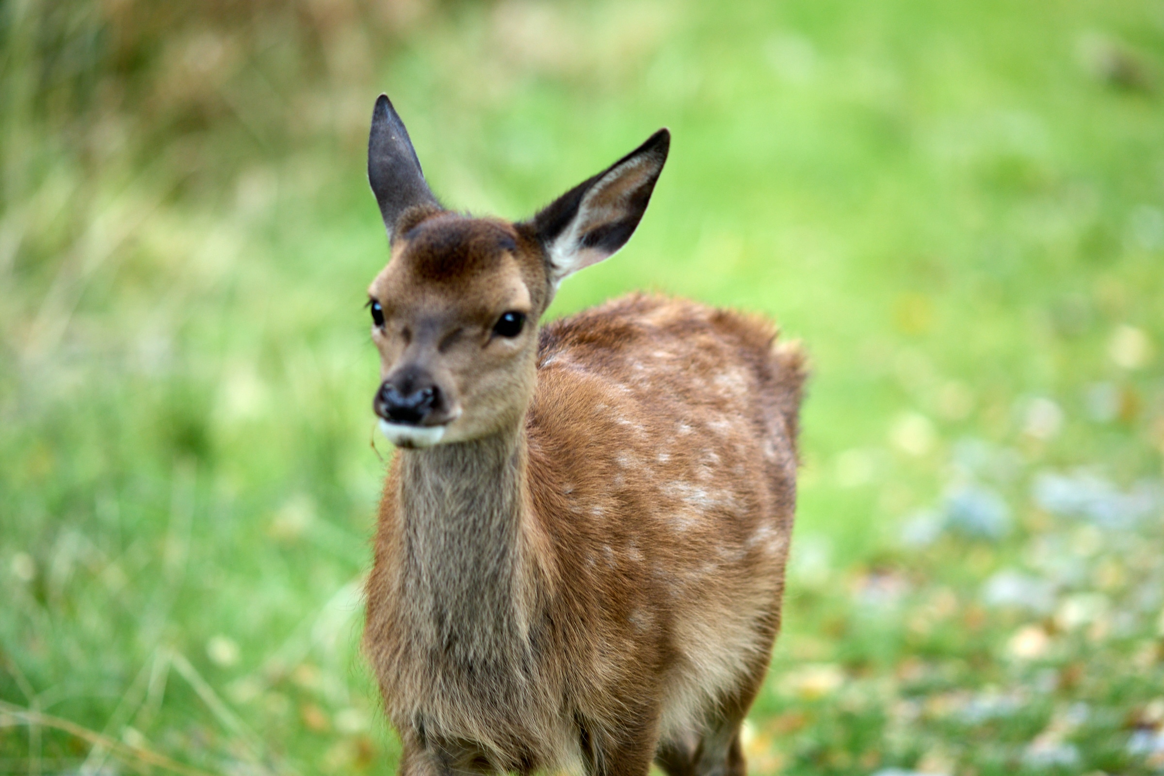Wild Ireland - A young deer with short brown fur and large ears stands on a grassy area. The background is blurred, highlighting various shades of green, suggesting a natural setting.