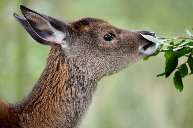 Wild Ireland - A deer with brown fur is seen in profile view, nibbling on green leaves from a branch. The background is blurred with shades of green, indicating a natural outdoor setting.