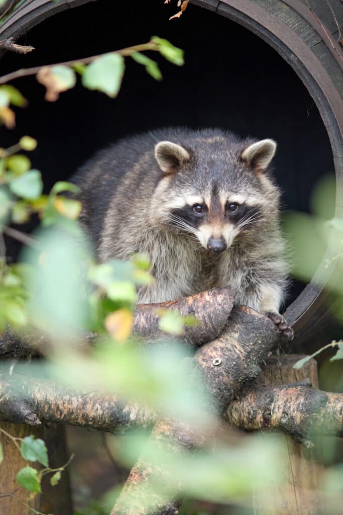 Wild Ireland - A raccoon stands on a pile of logs, partially obscured by green leaves, in front of the entrance to a hollow wooden structure. The setting is outdoors, surrounded by natural greenery.