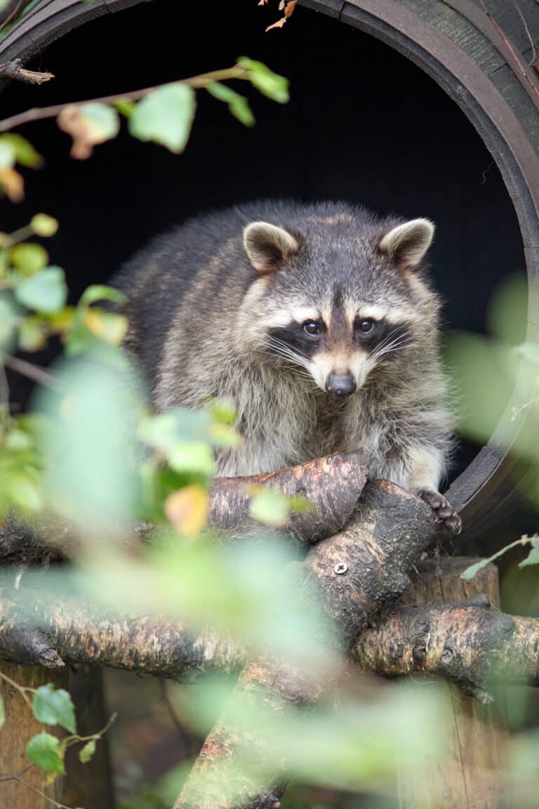 Wild Ireland - A raccoon stands on a pile of logs, partially obscured by green leaves, in front of the entrance to a hollow wooden structure. The setting is outdoors, surrounded by natural greenery.
