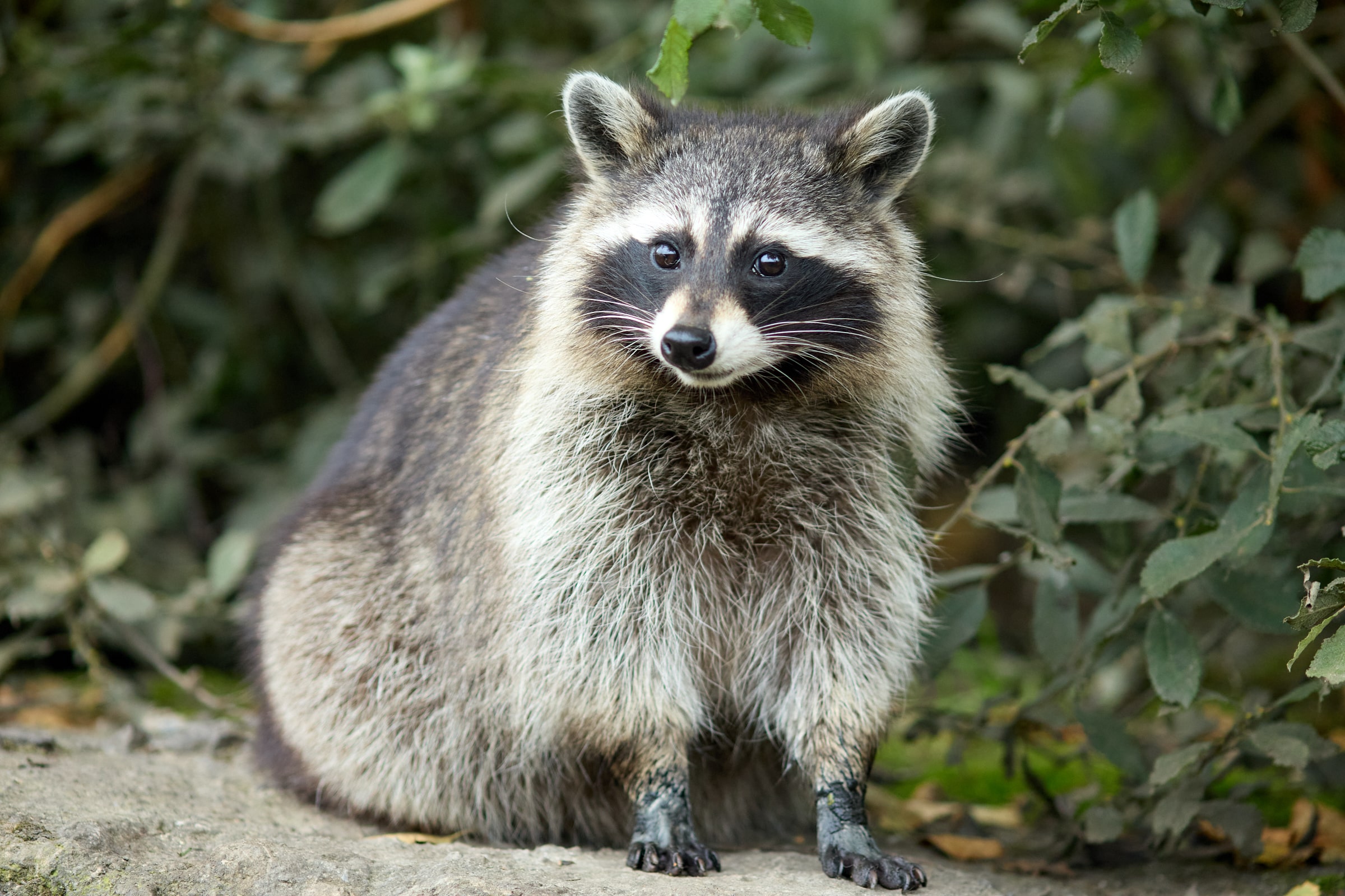 Wild Ireland - A raccoon stands on a rock surrounded by green foliage. Its fur is a mix of gray, black, and white, and it has distinctive black markings around its eyes. The raccoon looks slightly to the side.