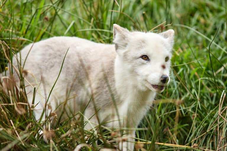 Wild Ireland - A white Arctic fox is standing in lush, green grass. Its fur is thick and appears soft, with a light color. The foxs ears are perked up, and it seems to be looking attentively at something off-camera.