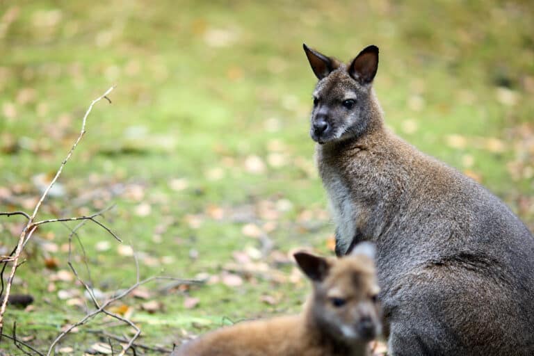 Wild Ireland - A brown kangaroo stands on grass, facing slightly to the right with ears perked. Another kangaroo, blurred in the foreground, faces away. The background is a soft focus of greenery and scattered leaves.