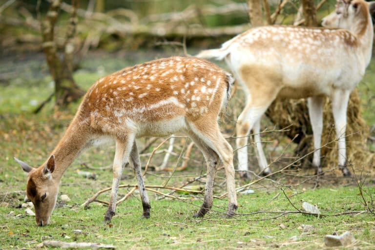 Wild Ireland - Two deer with brown coats and white spots are grazing on grass. One deer is in the foreground with its head down, while the other is in the background facing away, surrounded by branches and trees.