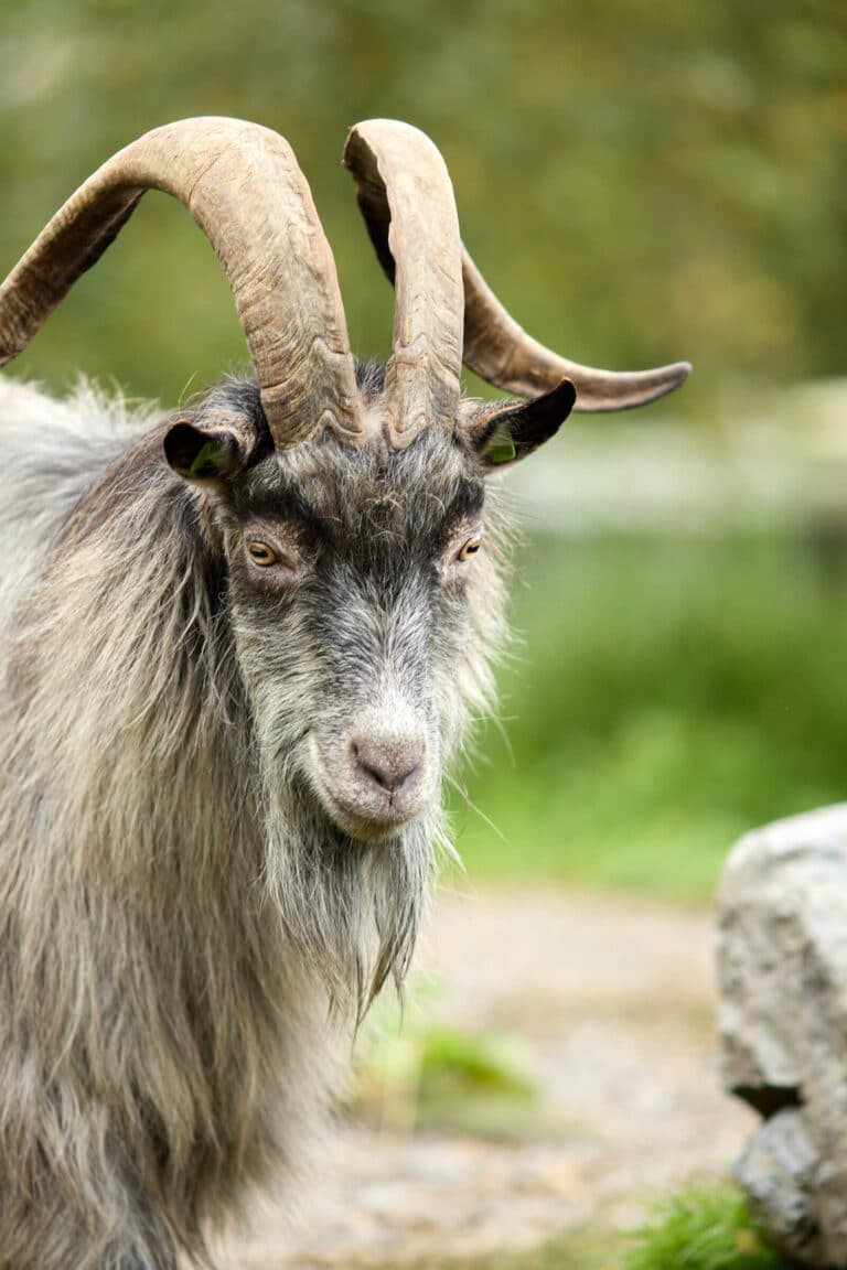 Wild Ireland - A goat with large, curved horns stands outdoors. Its fur is primarily gray with some lighter patches. The background is blurred greenery, suggesting a natural setting. A rock is partially visible in the bottom right corner.
