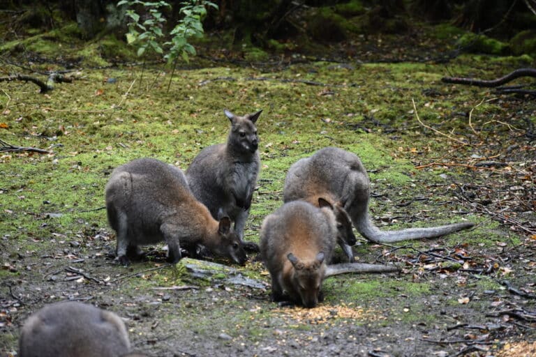 Wild Ireland - A group of five wallabies are gathered on a forest floor. Four of them are eating from the ground while one stands upright looking ahead. The background is filled with green moss and scattered branches.