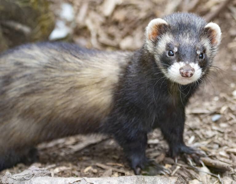 Wild Ireland - A European polecat with dark brown fur and a lighter face stands on a natural ground surface. The animals body is elongated, and its fur features a mix of brown and black tones. The background is a blend of soil and wood debris.