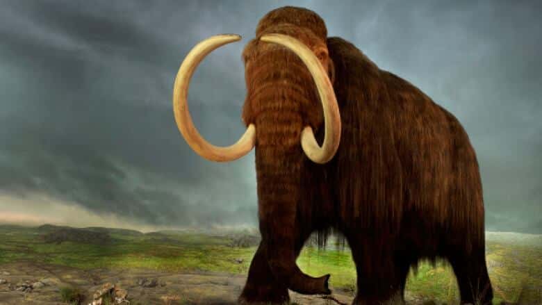 Wild Ireland - A digitally rendered woolly mammoth stands on rocky terrain under a cloudy sky. The mammoth has long, curved tusks and shaggy brown fur. The landscape in the background is flat with patches of green vegetation.