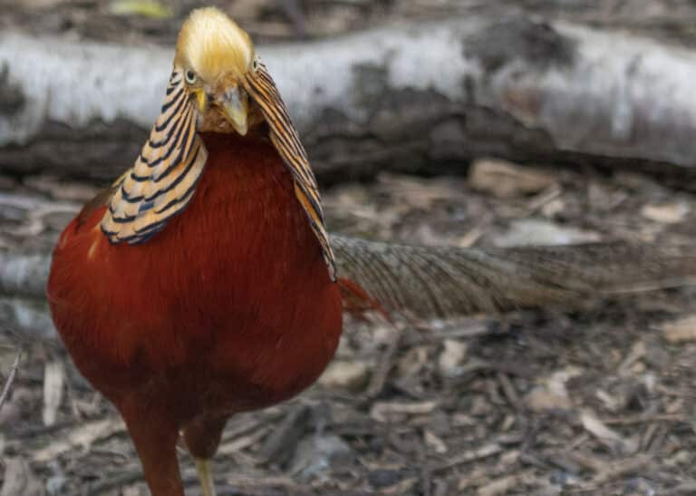 Wild Ireland - A golden pheasant with bright red plumage, a golden-yellow crest, and distinctive black and orange striped feathers on its neck, stands on a forest floor with scattered bark and leaves. A blurred log is visible in the background.