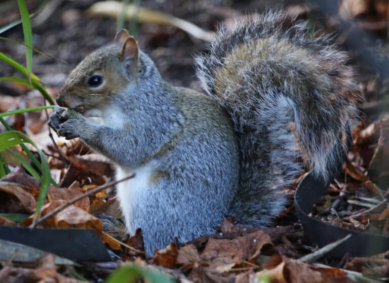 Wild Ireland - A gray squirrel with a bushy tail is sitting on the ground among dry leaves. It is holding and eating a piece of food with its front paws. The surroundings include grass and fallen leaves.