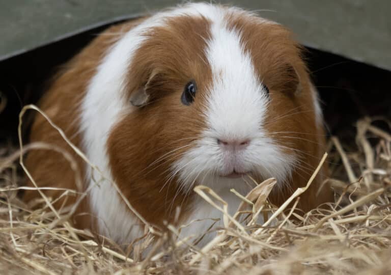 Wild Ireland - A brown and white guinea pig is sitting on a bed of straw. The guinea pig is facing forward, with its eyes visible and ears slightly hidden by its fur. The background is a dark, blurred surface.