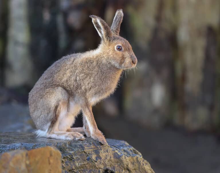 Wild Ireland - A brown and white hare sits alertly on a rocky surface, facing sideways. Its ears are pointed upright, and it has a white belly and paws. The background is blurred, featuring more rocky or natural surroundings.